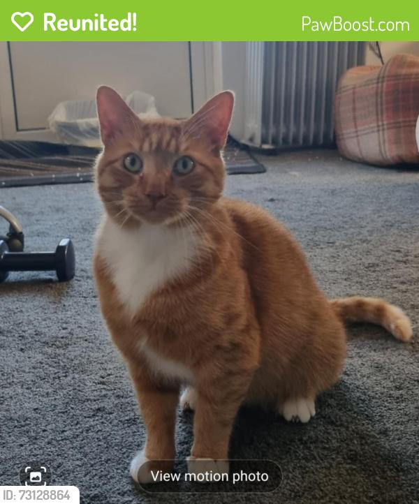 Reunited Male Cat last seen Totton Southampton, Totton, England 