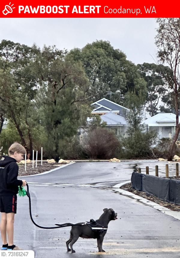 Lost Female Dog last seen Duverney, Coodanup, WA 6210
