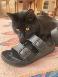Reunited Male Cat last seen Leigh Road, Clifton, England 