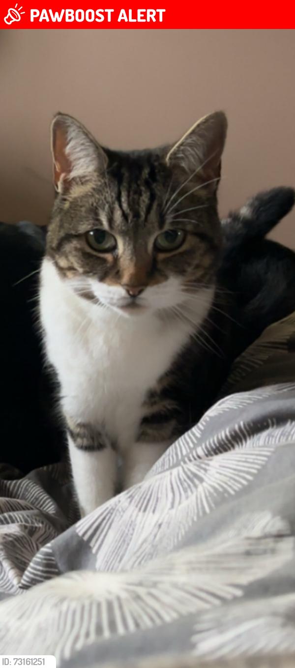 Lost Female Cat last seen Samphire Drive, BN13, West Sussex, England 