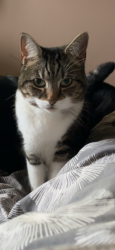 Lost Female Cat last seen Samphire Drive, BN13, West Sussex, England 