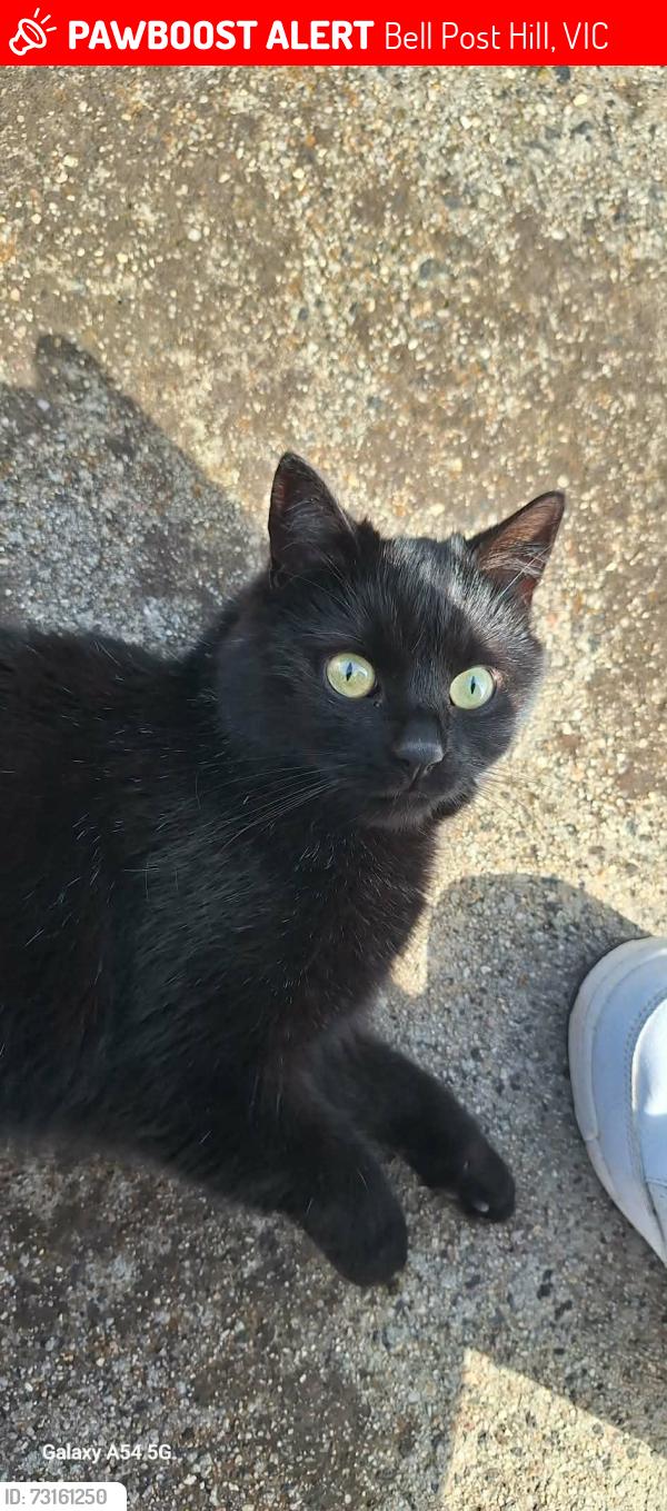 Lost Female Cat last seen Braund Ave and Anakie Road Bellpost hill, Bell Post Hill, VIC 3215