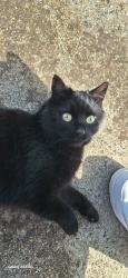 Lost Female Cat last seen Braund Ave and Anakie Road Bellpost hill, Bell Post Hill, VIC 3215