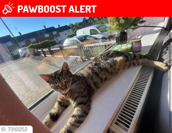 Lost Male Cat last seen Vale view park and camp hill, Warwickshire, England CV10 9AA