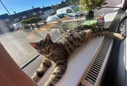Lost Male Cat last seen Vale view park and camp hill, Warwickshire, England CV10 9AA