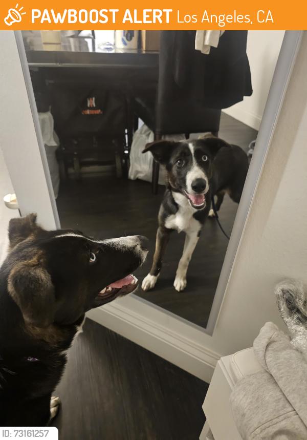 Found/Stray Female Dog last seen Hawthorn, Sunset, La Brea, Los Angeles, CA 90046