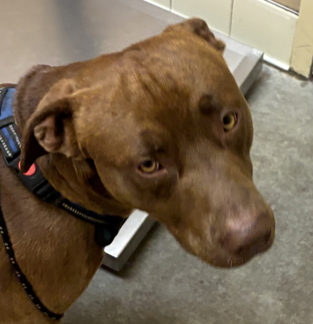 Shelter Stray Male Dog last seen Near S Craig Road, MEDICAL LAKE, WA, 99022, 6815 E Trent Ave, Spokane, WA 99212, USA