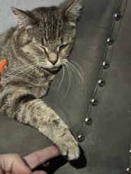 Reunited Female Cat last seen Near E 38th Ave Denver, CO 80205 United States, Denver, CO 80205