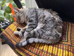 Lost Male Cat last seen Roe Drive / Earlham Grove/ Henderson Park, Norfolk, England NR5 8BT