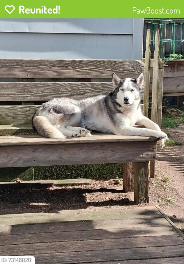 Reunited Female Dog last seen Jamaican spice, Toledo, OH 43612