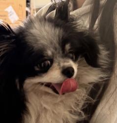Found/Stray Male Dog last seen West Manzanita Drive, Glendale, AZ, Glendale, AZ 85302
