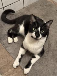 Lost Male Cat last seen Mount Vernon Ave and Virginia Ave, Bakersfield, CA 93307