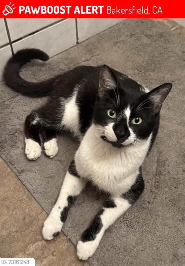 Lost Male Cat last seen Mount Vernon Ave and Virginia Ave, Bakersfield, CA 93307