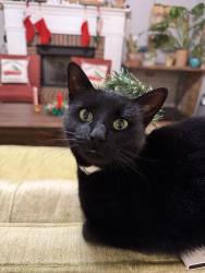 Lost Female Cat last seen Arthur Dr., Murfreesboro, TN 37127
