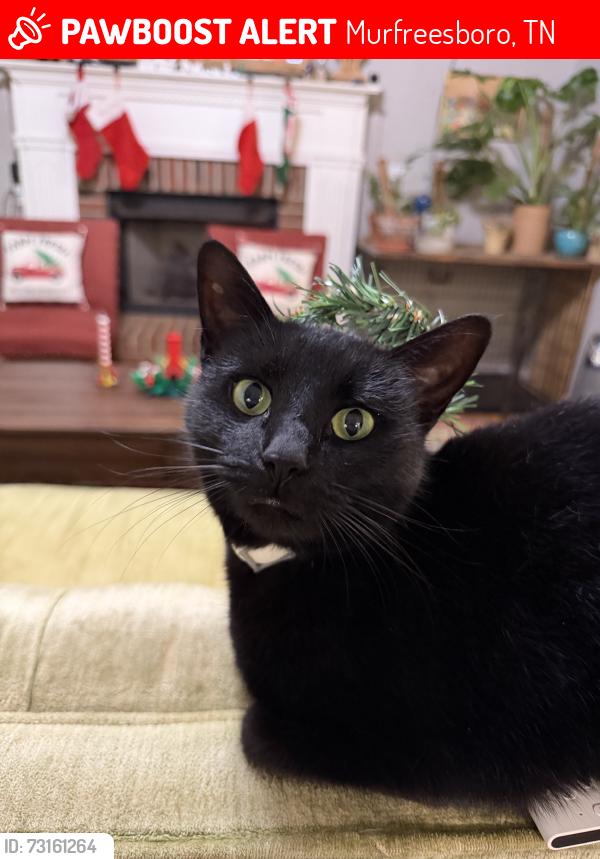 Lost Female Cat last seen Arthur Dr., Murfreesboro, TN 37127