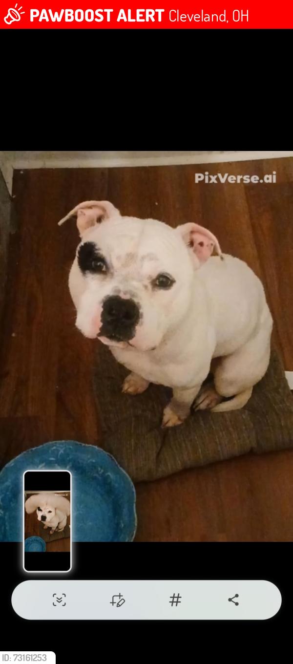 Lost Male Dog last seen 51st and train, Cleveland, OH 44144