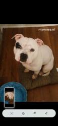 Lost Male Dog last seen 51st and train, Cleveland, OH 44144