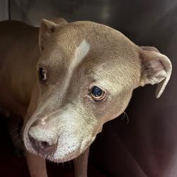 Shelter Stray Female Dog last seen , Animal Care & Control Team of Philly, 111 W Hunting Park Ave, Philadelphia, PA 19140, USA