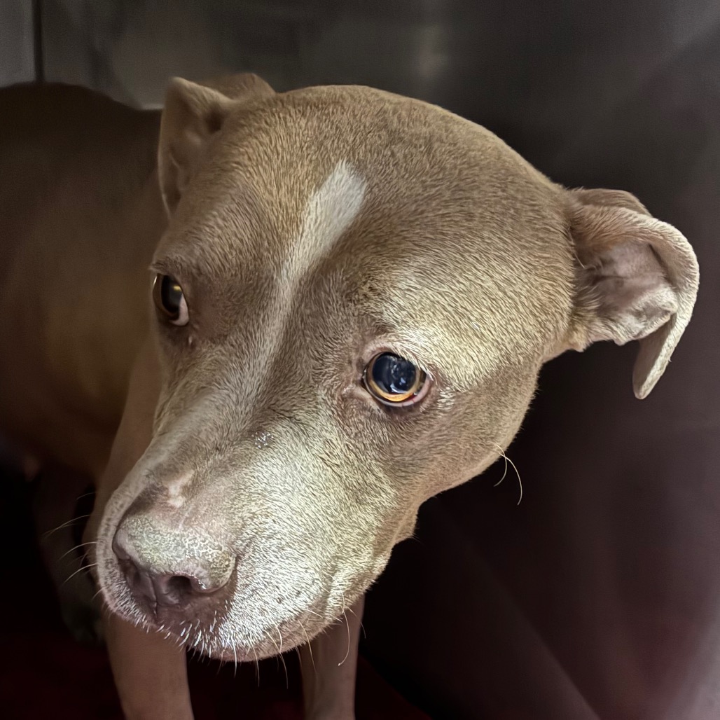 Shelter Stray Female Dog last seen , Animal Care & Control Team of Philly, 111 W Hunting Park Ave, Philadelphia, PA 19140, USA