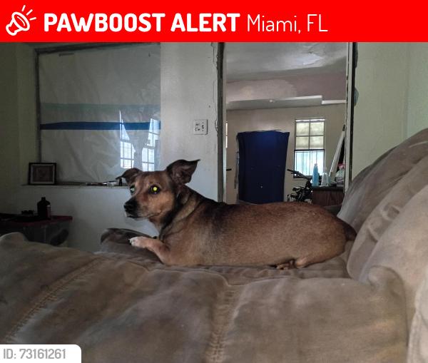 Lost Male Dog last seen By the all boys school on 2nd avenue in wynwood, Miami, FL 33127