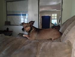 Lost Male Dog last seen By the all boys school on 2nd avenue in wynwood, Miami, FL 33127