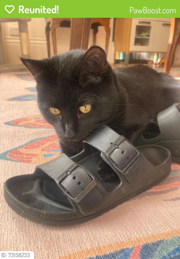 Reunited Male Cat last seen Leigh Road, Clifton, England 