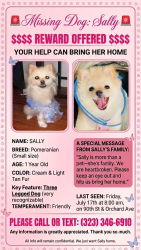 Lost Female Dog last seen Near w 90th street los angeles, Los Angeles, CA 90044