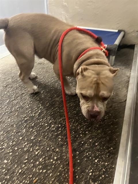 Shelter Stray Male Dog last seen EMBASSY BLVD & CHERI CT, 19640 Dogpatch Ln, Land O' Lakes, FL 34638, USA