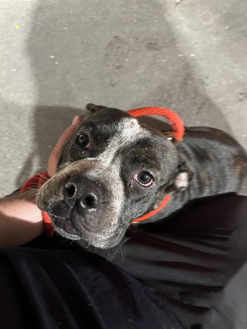 Shelter Stray Female Dog last seen EMBASSY BLVD & CHERI CT, 19640 Dogpatch Ln, Land O' Lakes, FL 34638, USA