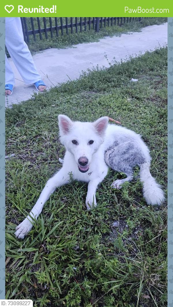 Reunited Female Dog last seen Kelsey L Pharr Elementary School, Miami, FL 33142