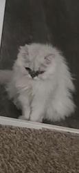 Lost Male Cat last seen Acapulca and De Anza in canyon heights community on 2050 s magic way, Henderson, NV 89002