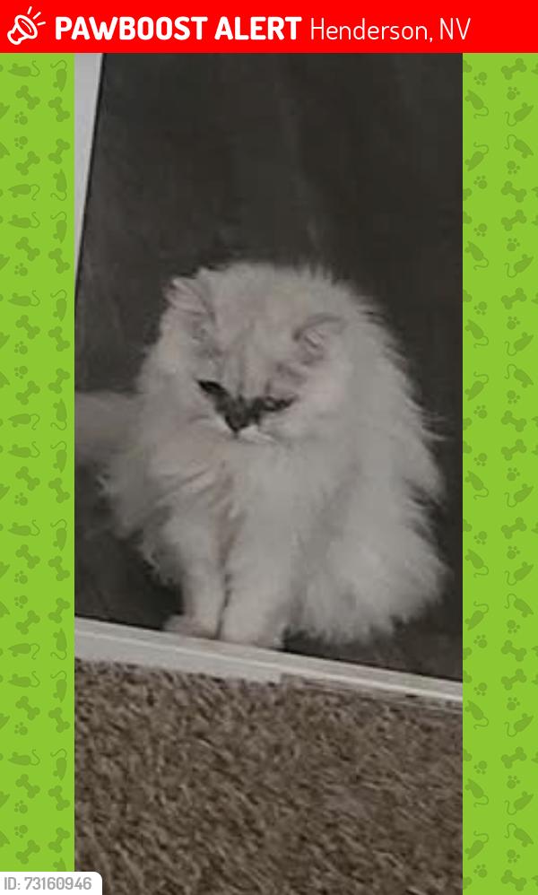 Lost Male Cat last seen Acapulca and De Anza in canyon heights community on 2050 s magic way, Henderson, NV 89002