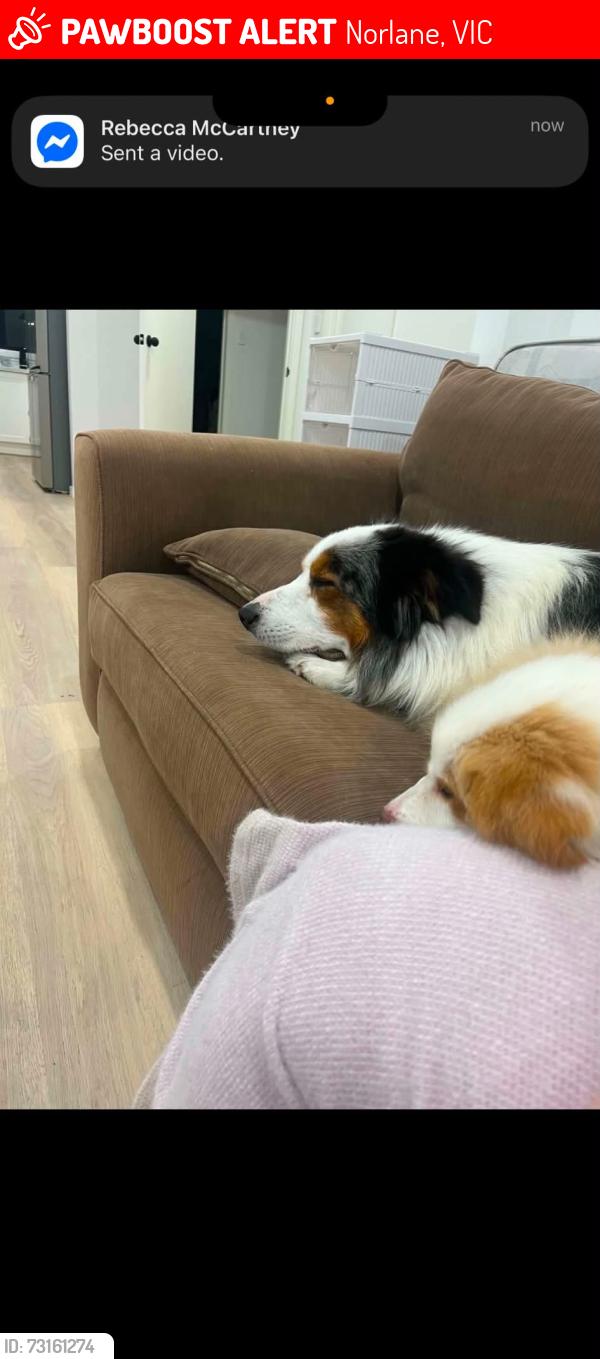 Lost Female Dog last seen Robin ave & Alkara ave, Norlane, VIC 3214