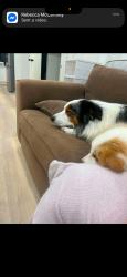 Lost Female Dog last seen Robin ave & Alkara ave, Norlane, VIC 3214