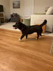 Reunited Female Dog last seen Spartan rd and Prince Philip in Olney, Olney, MD 20832