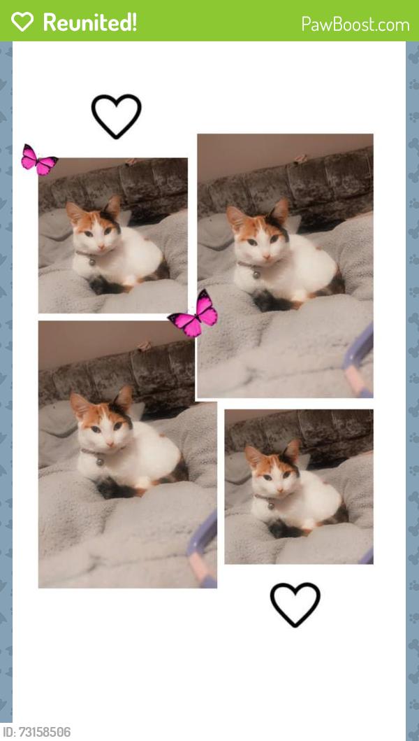 Reunited Female Cat last seen Chelmsley lane, West Midlands, England 
