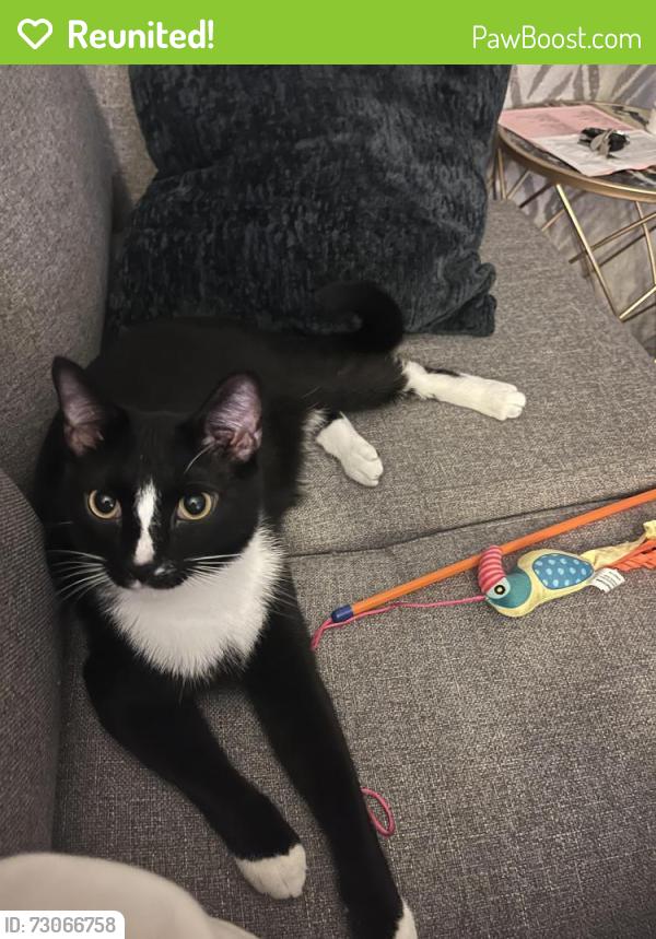 Reunited Male Cat last seen Davidson Day, Davidson, NC 28036