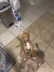 Found/Stray Female Dog last seen Ley and wayside, Houston, TX 77028