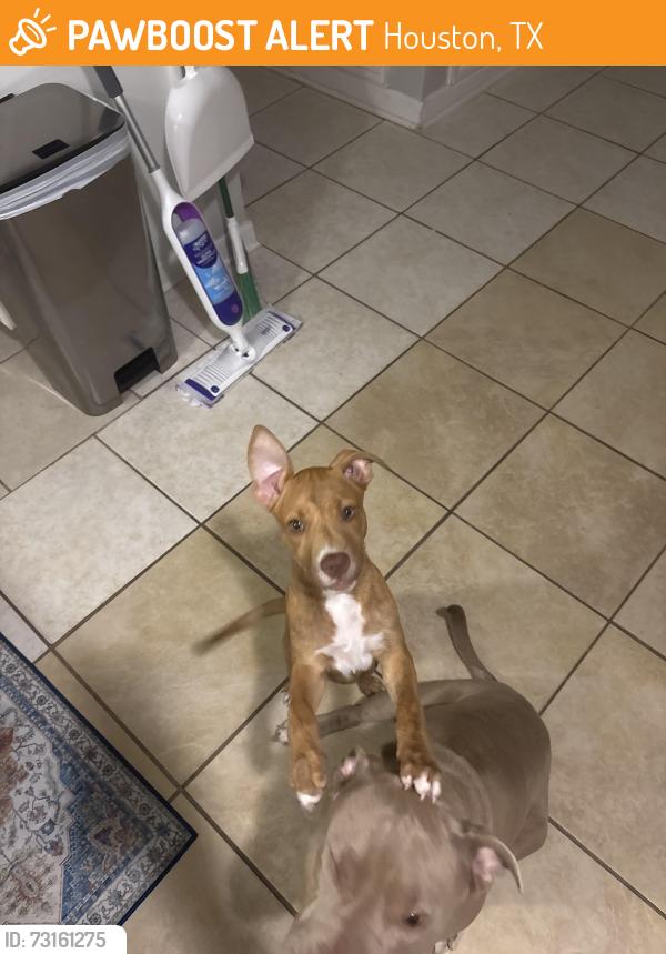 Found/Stray Female Dog last seen Ley and wayside, Houston, TX 77028