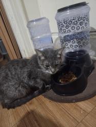Reunited Female Cat last seen Foch boulevard and 131st, Queens, NY 11420