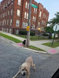 Found/Stray Male Dog last seen Baylis and pilgrim, Detroit, MI 48238