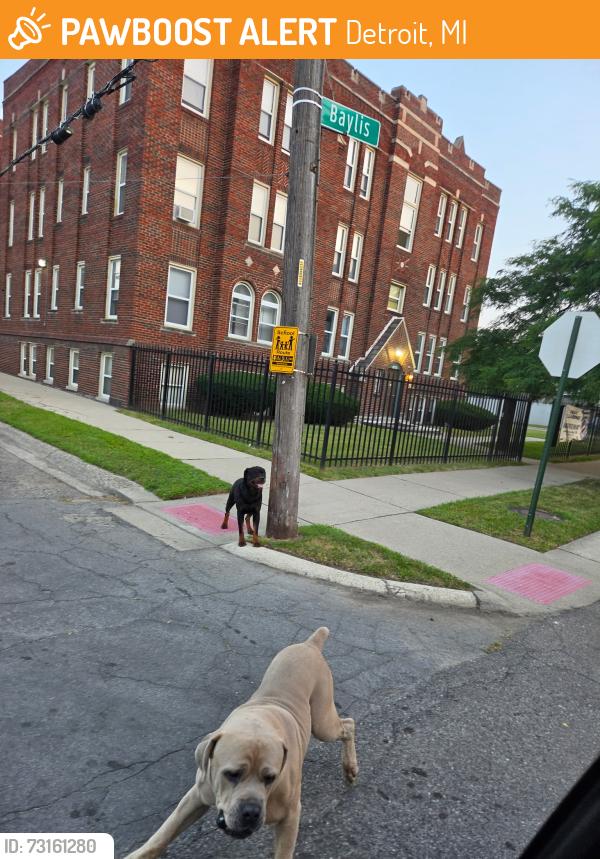 Found/Stray Male Dog last seen Baylis and pilgrim, Detroit, MI 48238