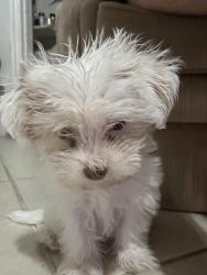 Reunited Female Dog last seen Memorial av, Waco, TX 76708