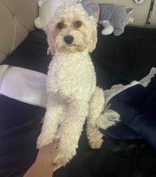 Lost Male Dog last seen Shadow mist neighborhood, Leon Valley, TX 78238