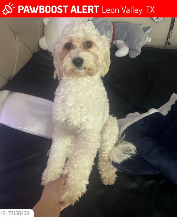 Lost Male Dog last seen Shadow mist neighborhood, Leon Valley, TX 78238