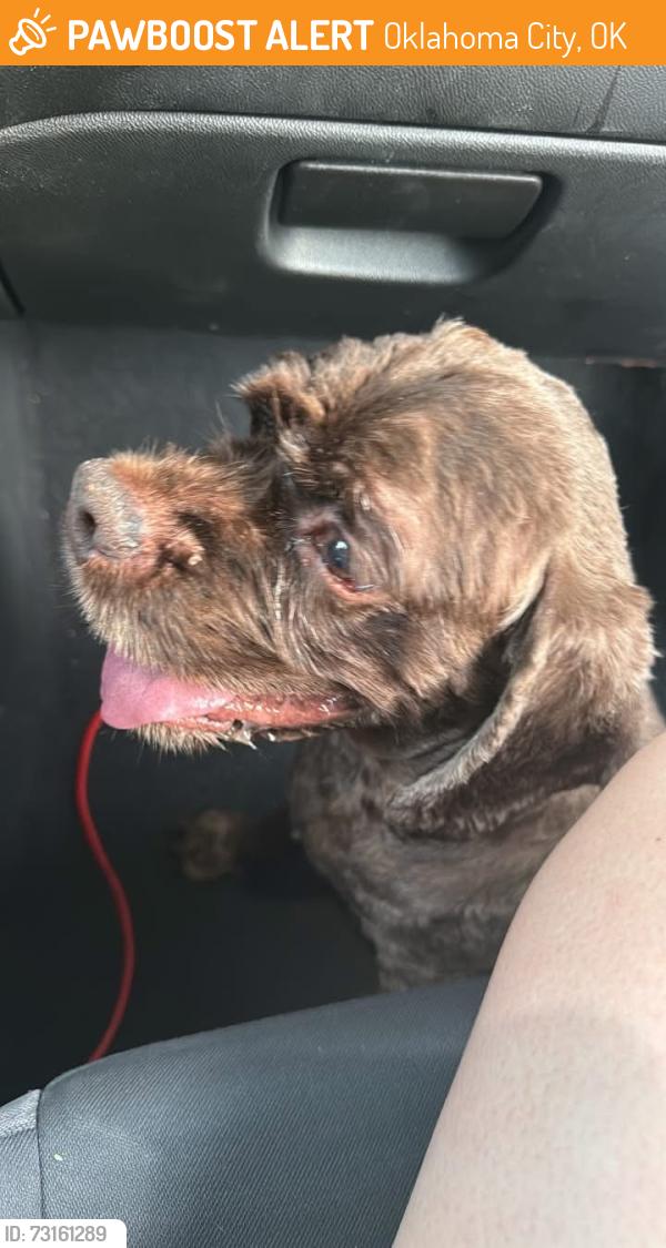 Found/Stray Male Dog last seen Western and grand blvd Oklahoma City’, Oklahoma City, OK 73109