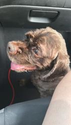 Found/Stray Male Dog last seen Western and grand blvd Oklahoma City’, Oklahoma City, OK 73109
