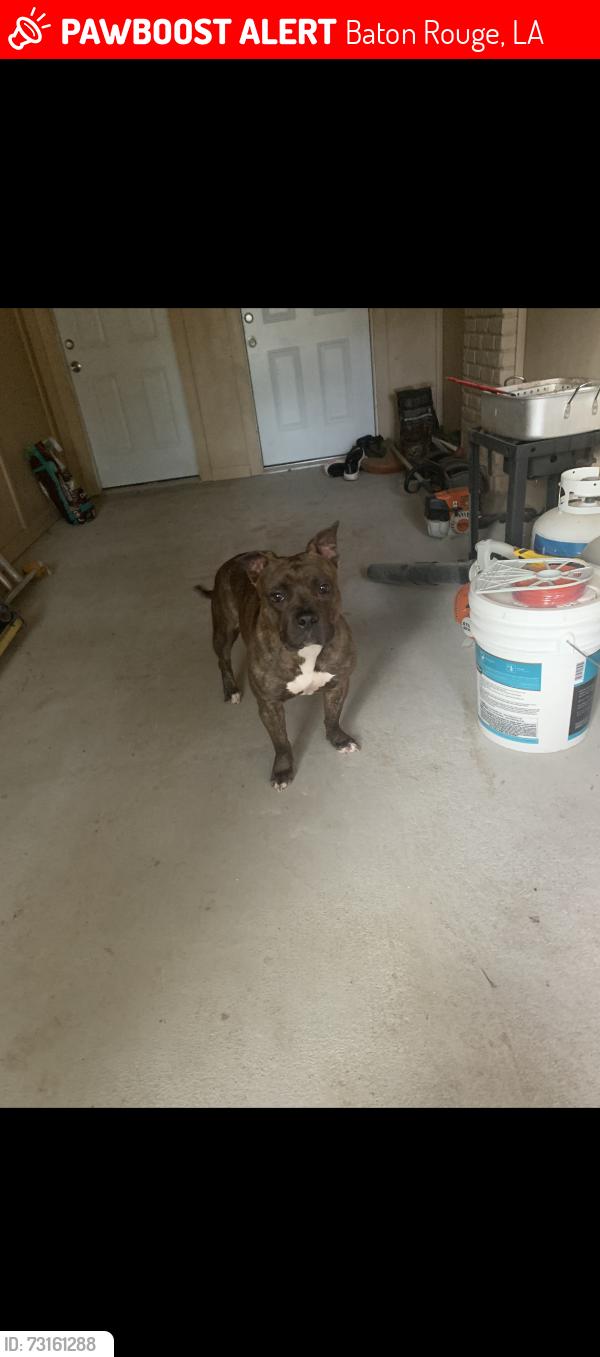 Lost Female Dog last seen Sherwood, Baton Rouge, LA 70806