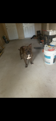 Lost Female Dog last seen Sherwood, Baton Rouge, LA 70806