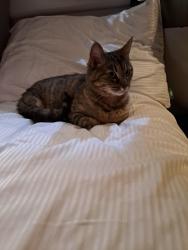 Lost Female Cat last seen North Woodley, Sonning, England RG4 6SZ